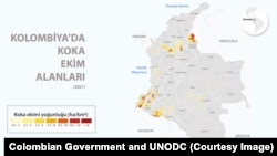 Kolombiya'da koka ekim alanları