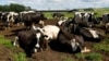 Holstein cows stand inaHolstein cows stand in a field at a farm near Nairn in northern Scotland, Aug. 4, 2010. Britain's food watchdog said it had found that meat from the offspring of a cloned cow had entered the UK food chain and had been eaten, stirrin